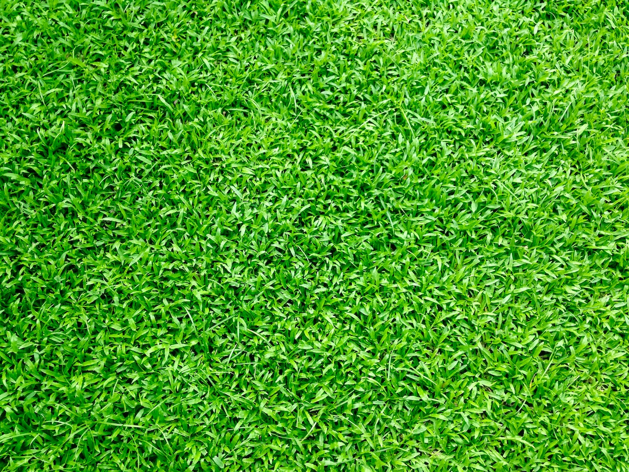 Zakładanie trawników – jak uzyskać piękny i zdrowy trawnik?