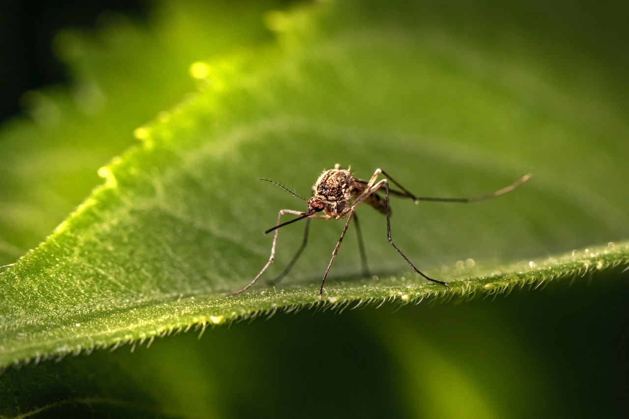 Odstraszacze komarów: Skuteczne rozwiązanie dla Twojej ochrony
